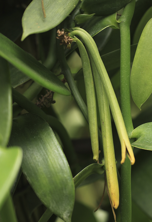 Vanille - Vanilla plantifolia 5 ml