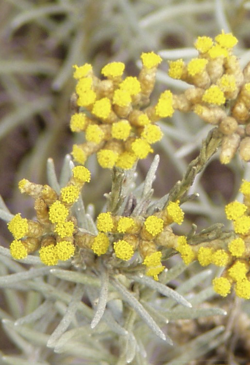 jch_web_shopfoto_italienische_strohblume_helichrysum_italicum_750x515px Italienische Strohblume - Helichrysum italicum 5 ml
