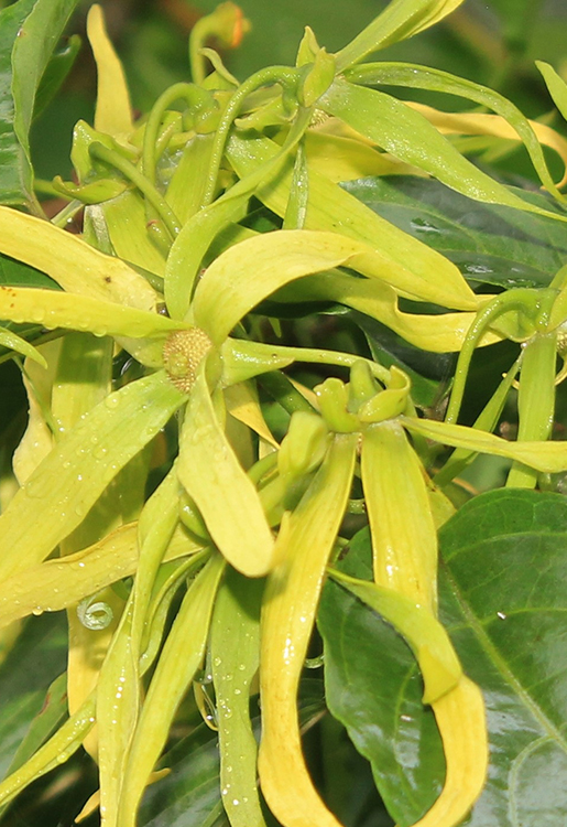 jch_web_shopfoto_ylang-ylang_extra_cananga_odorate_750x515px Ylang-Ylang extra - Cananga odorata 5 ml