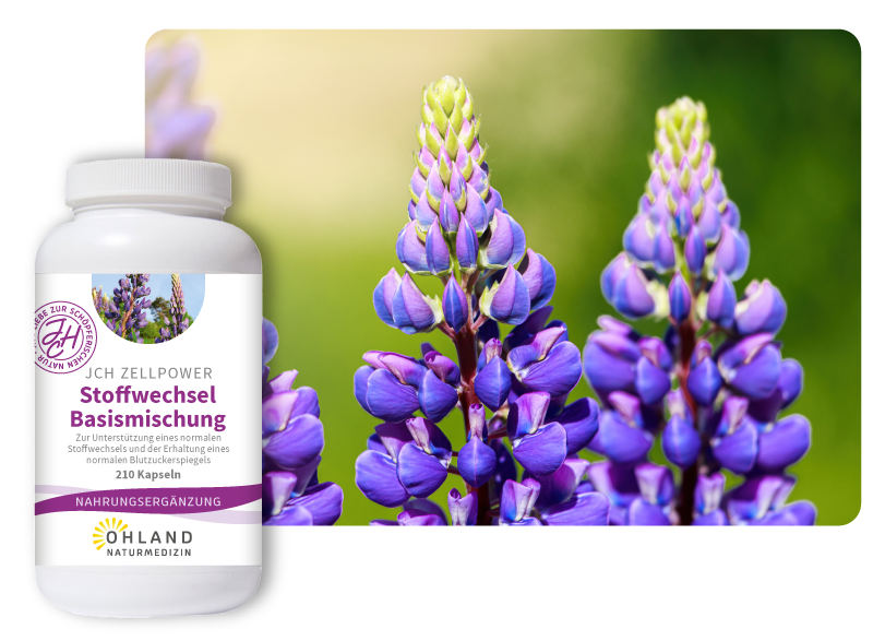 Im Hintergrund sind Lupinenblüten in violett. Davor steht eine Dose JCH Zellpower Stoffwechsel Aktiv.