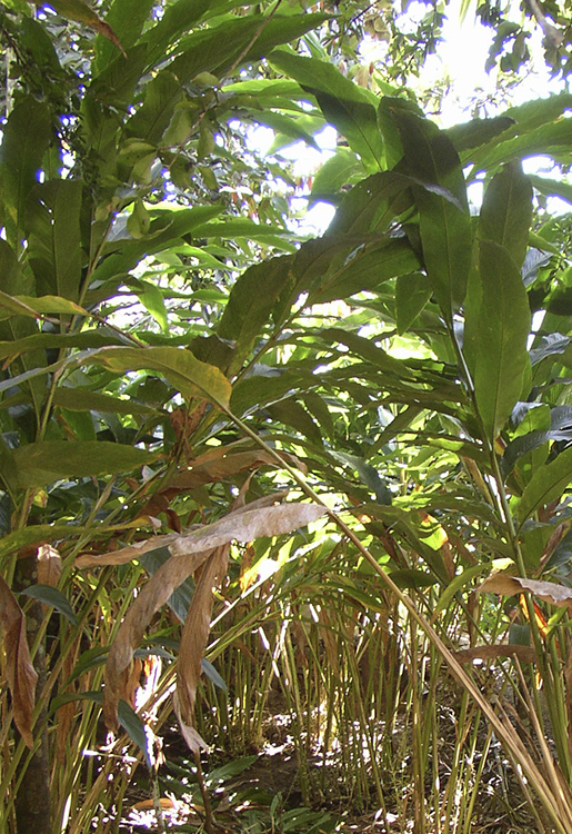 jch_web_shopfoto_kardamom_elettaria_cardamomum_750x515px Kardamom - Elettaria cardamomum 5 ml