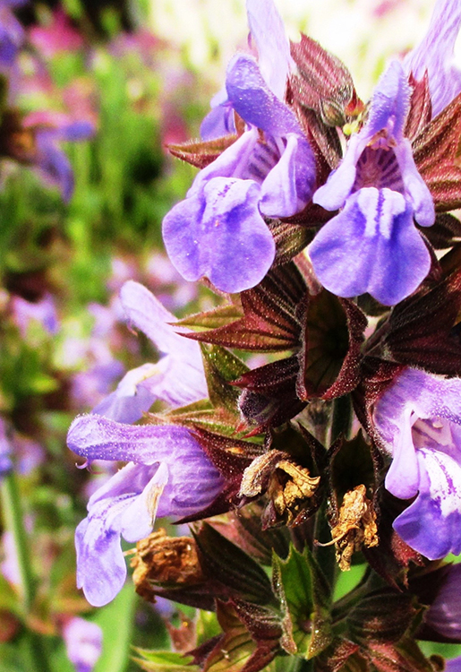 jch_web_shopfoto_salbei_salvia_officinalis_750x515px Salbei - Salvia officinalis 10 ml
