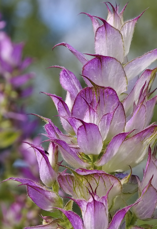 jch_web_shopfoto_salbei_muskatellersalbei_salvia_sclarea_750x515px Salbei, Muskateller - Salvia sclarea 5 ml