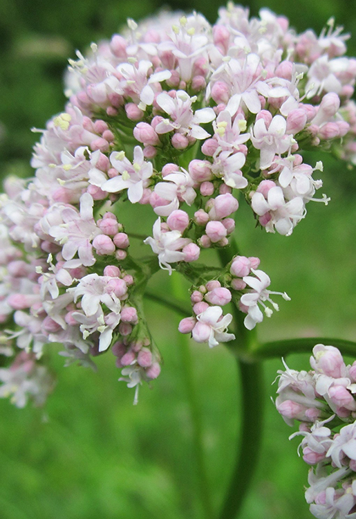 jch_web_shopfoto_baldrian_valeriana_officinalis_750x515px Baldrian - Valériane officinale 5 ml