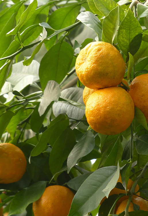 jch_web_shopfoto_bitterorange_citrus_aurantium_ssp_aurantium_neroli_750x515px Neroli - Citrus aurantium ssp amara 5 ml