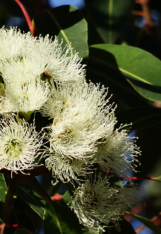 Eukalyptus, Zitrone - Eucalyptus citriodora 10 ml