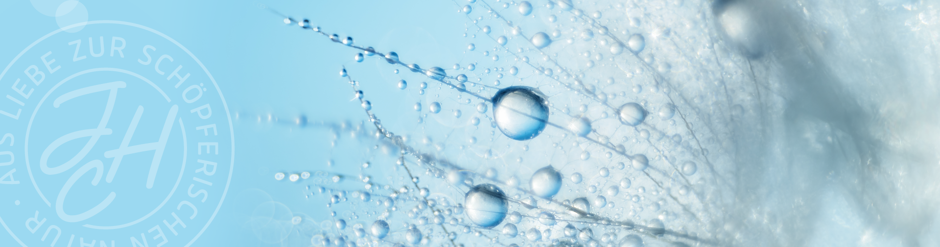 Pusteblume mit Wassertropfen