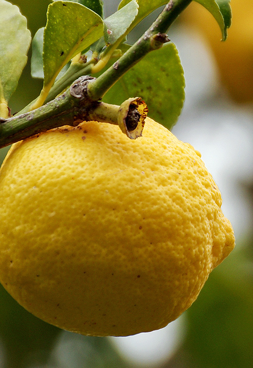 Zitrone - Citrus limon 10 ml