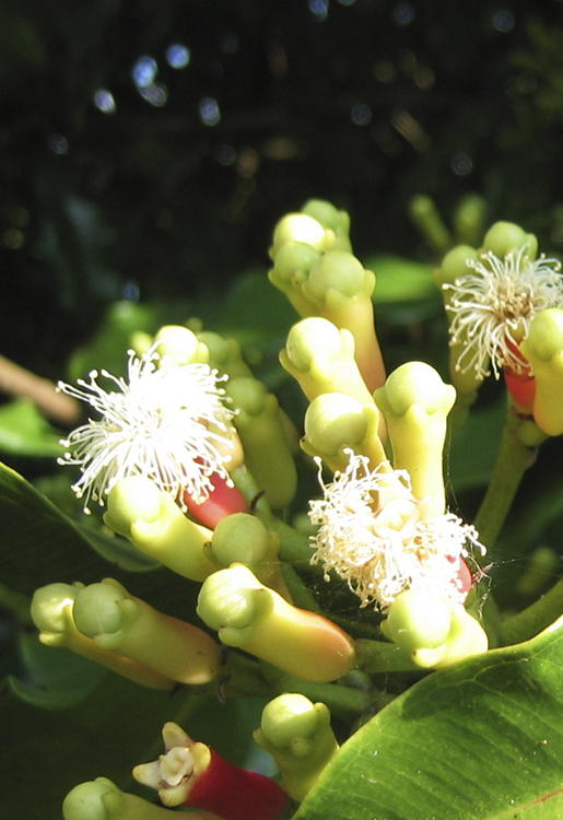jch_web_shopfoto_nelken_knospen_750x515px Nelken, Knospen - Eugenia caryophyllus 10 ml