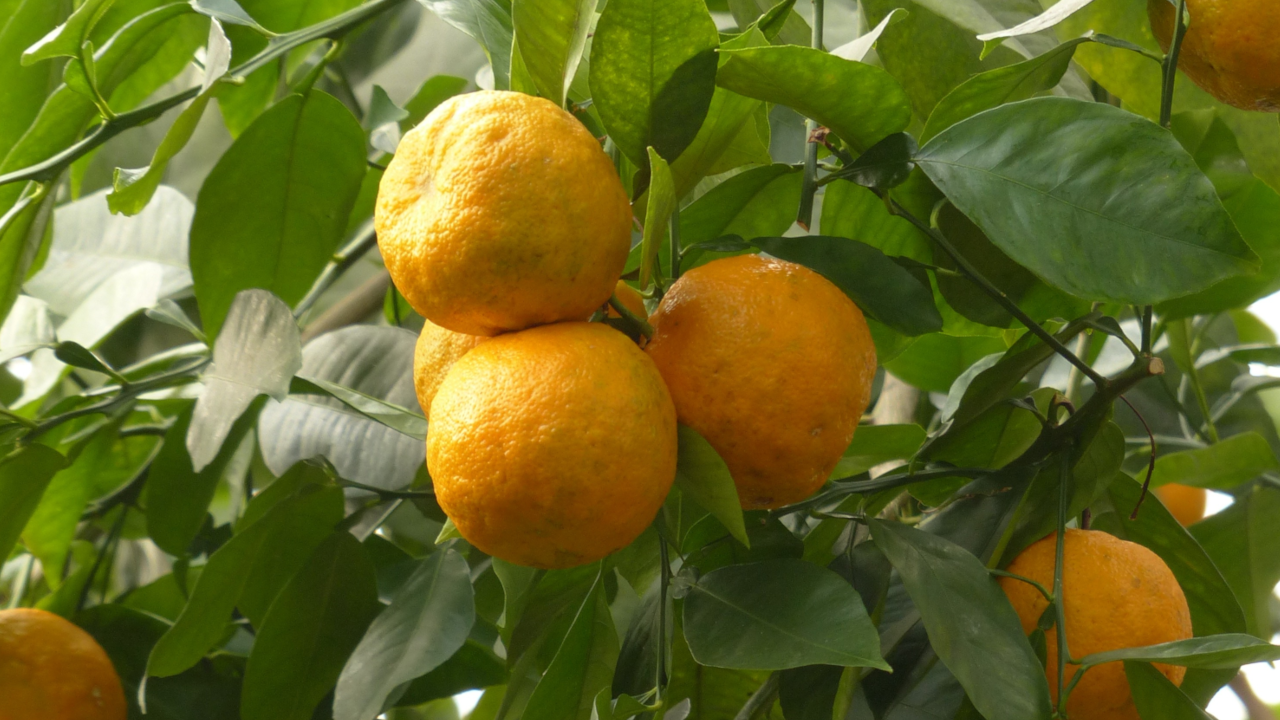 Neroli