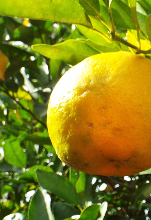 jch_web_shopfoto_bergamotte_citrus_bergamia_750x515px Bergamotte - Citrus bergamia 10 ml