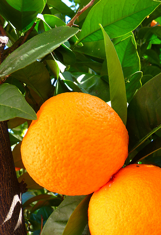Orange - Citrus sinensis 10 ml