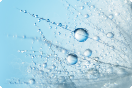 Pusteblume mit Wassertropfen