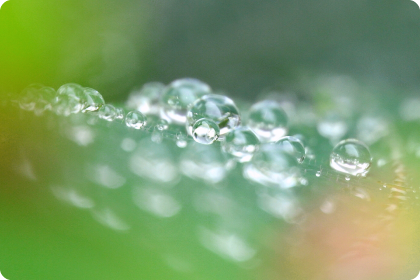 Wassertropfen auf einem Blatt