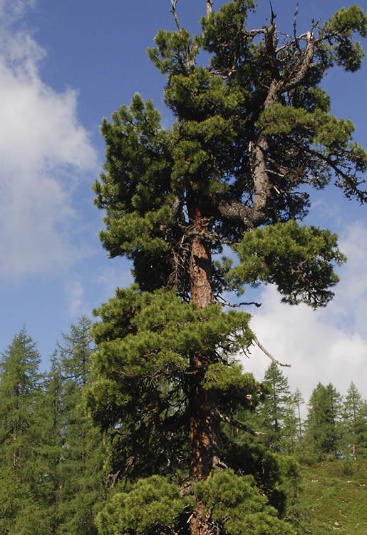 jch_web_shopfoto_zirbelkiefer_pinus_cembra_750x515px Zirbelkiefer - Pinus cembra 10 ml
