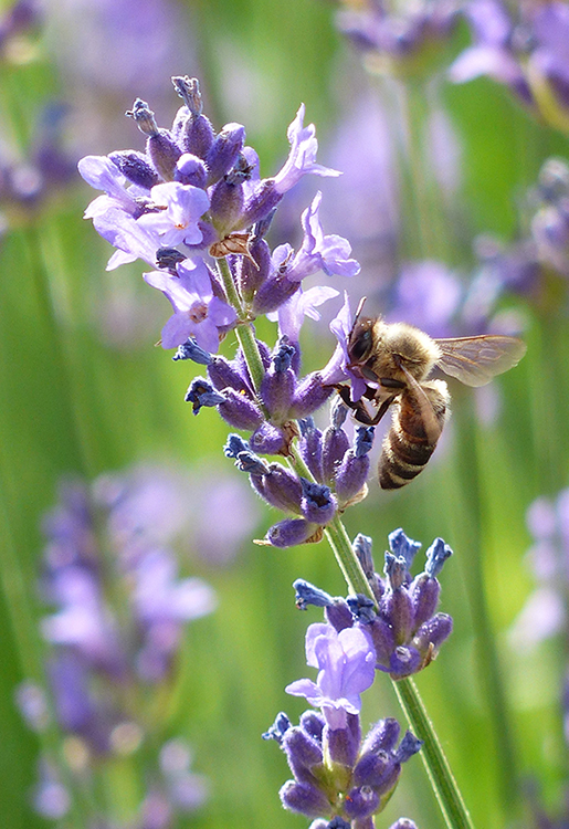 jch_web_shopfoto_lavendel_echt_lavandula_angustifolia_750x515px Lavendel, Echter - Lavandula angustifolia 10 ml