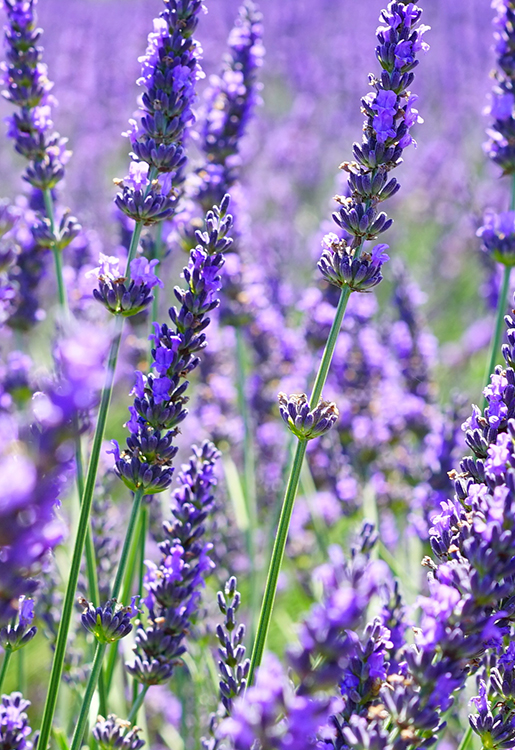 jch_web_shopfoto_lavendel_super_lavandula_intermedia_clone_super_750x515px Lavandin - Lavandula intermedia 10 ml