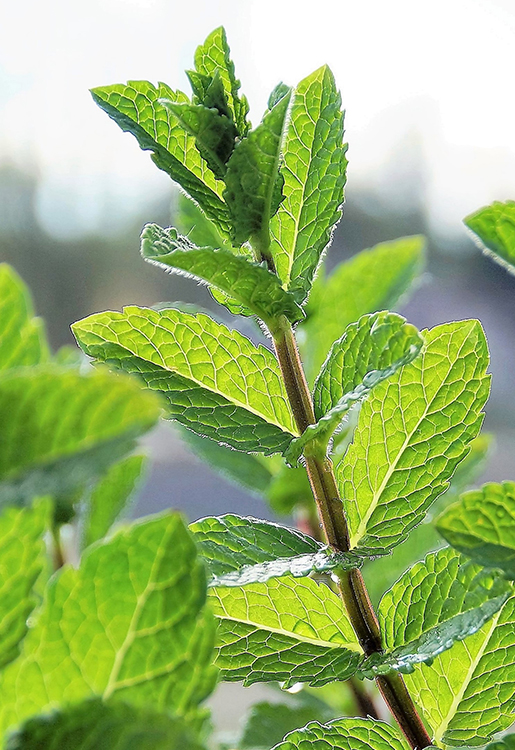 jch_web_shopfoto_pfefferminze_mentha_x_piperita_II_750x515px Pfefferminze - Mentha x piperita 10 ml