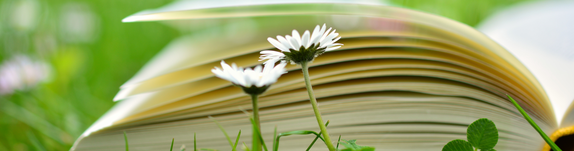 Aufgeschlagenes Buch auf grüner Wiese davor 2 blühende Genseblümchen