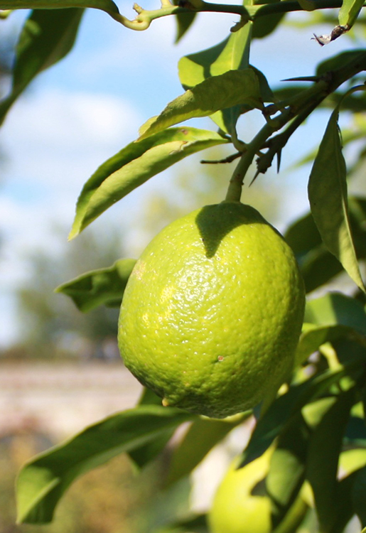 jch_web_shopfoto_limette_echte_citrus_aurantifolia_750x515px Limette, Echte - Citrus aurantifolia 10 ml