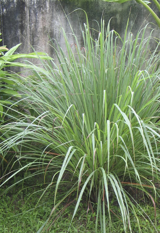 jch_web_shopfoto_lemongrass_cymbopogon-citratus_750x515px Lemongrass - Cymbopogon citratus 10 ml