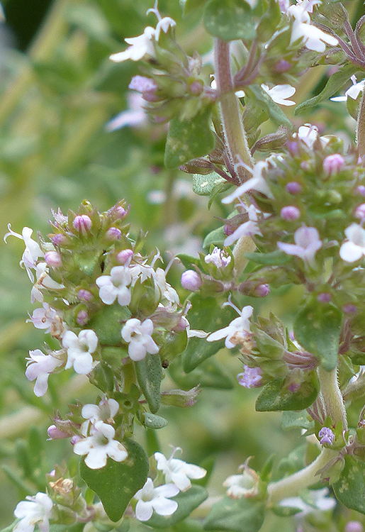 jch_web_shopfoto_spanischer_wilder_majoran_thymus_mastichina_750x515px Majoran, Echter - Origanum majorana 5 ml
