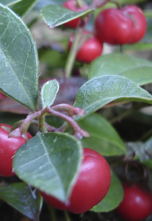 Wintergrün - Gaultheria fragrantissima 10 ml
