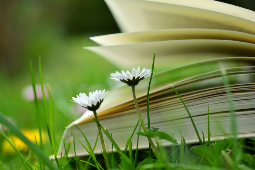 Aufgeschlagenes Buch auf grüner Wiese davor 2 blühende Gänseblümchen