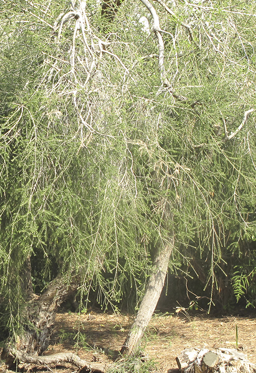 jch_web_shopfoto_teebaum_australischer_teebaum_melaleuca_alternifolia_750x515px Teebaum - Melaleuca alternifolia 10 ml