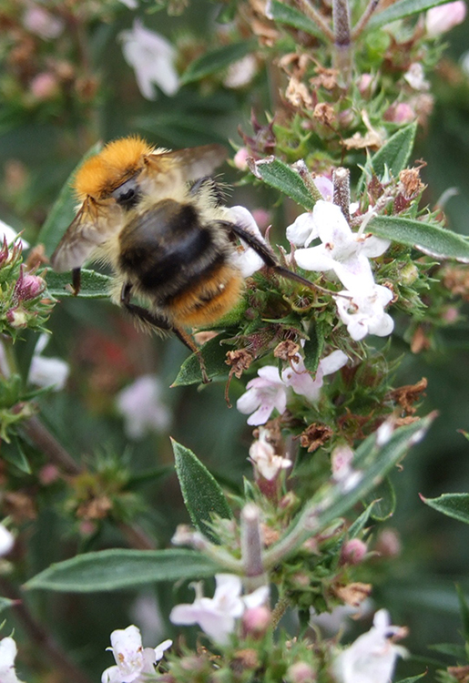 jch_web_shopfoto_bohnenkraut_thymian_thymus_satureioides_bumble-bee_750x515px Thymian - Thymus satureioides 10 ml