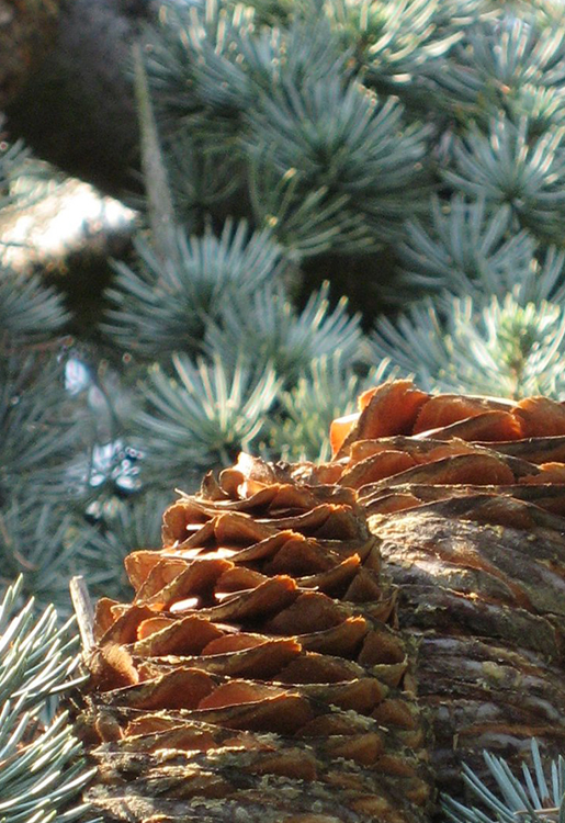 jch_web_shopfoto_zedernholz_atlaszeder_cedrus_atlantica_750x515px Zedernholz, Atlas-Zeder - Cedrus atlantica 10 ml