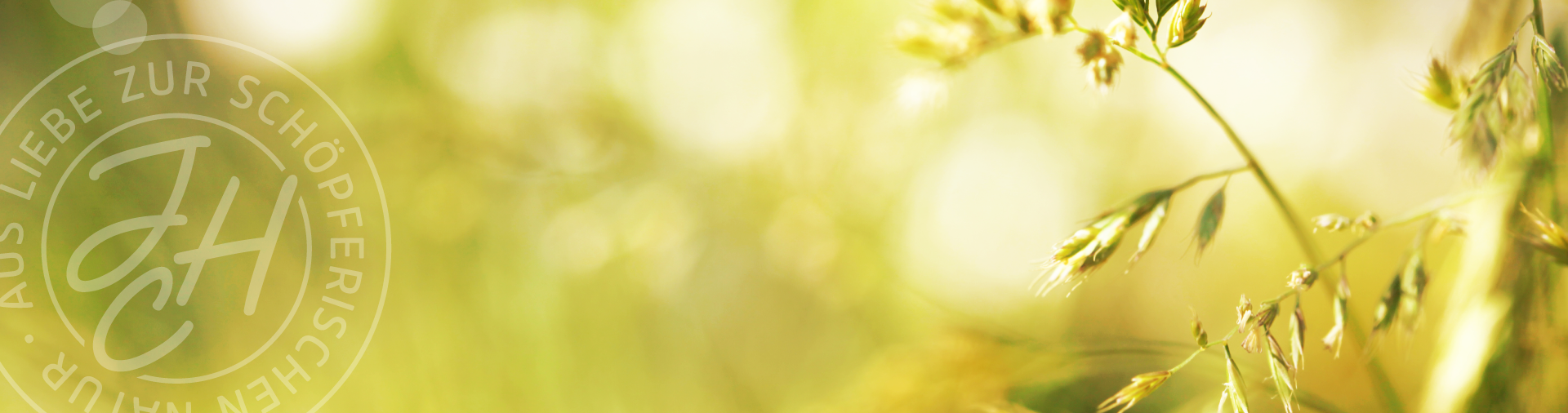 Grün Gelber Gintergrund mit Rechts 2 bis 3 Stängel vom Einjährigen Rispengras