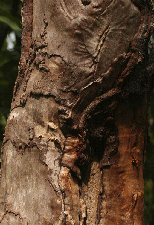 jch_web_shopfoto_zimtbaum_cinnamomum_verum_750x515px Zimtbaum, Ceylon - Cinnamomum zeylanicum 5 ml