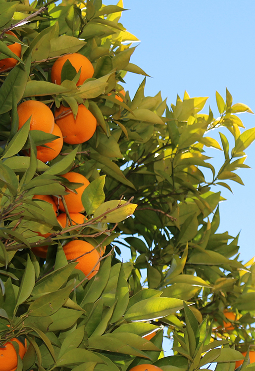 Mandarine - Citrus reticulata 10 ml